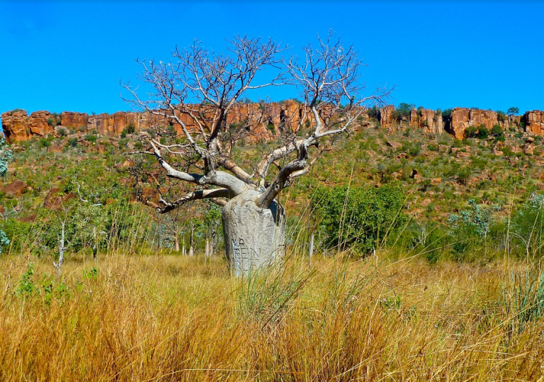 Quel Parcours Réaliser Pour Visiter Le Bush Australien ? - Partir Sur ...